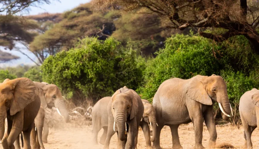 Wildlife Safari Adventures You Can’t Miss.