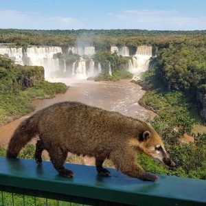 Cataratas del Iguazú