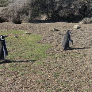 Puerto Madryn