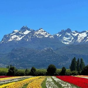 Campo de tulipanes