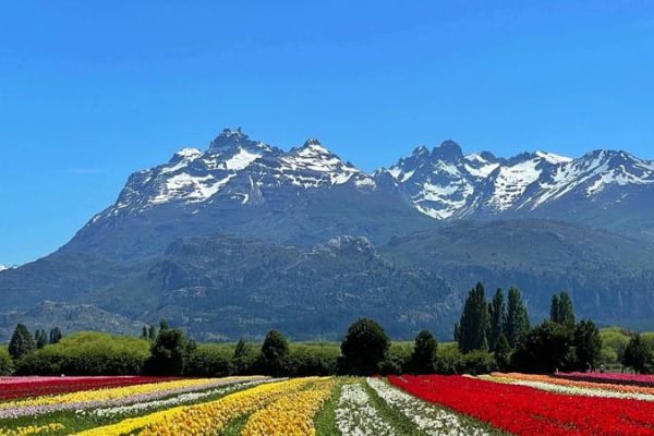 campo-de-tulipanes
