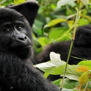 Uganda