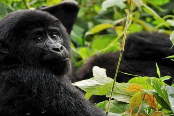 6 Uganda - Experiencia con Gorilas